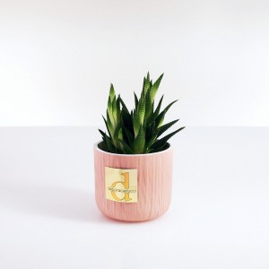 Caspò ceramica colore rosa con piantina grassa